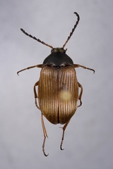 Pseudocistela brevis