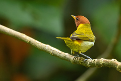 Hemithraupis ruficapilla