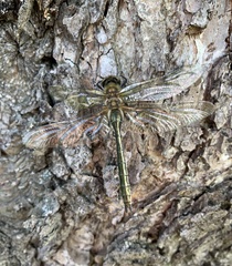 Cordulia aenea aenea