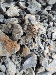 Zygogramma piceicollis