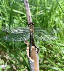 Cordulia aenea aenea