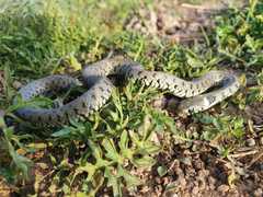 Natrix helvetica sicula
