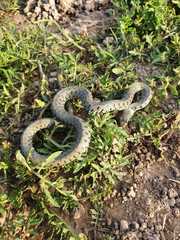 Natrix helvetica sicula