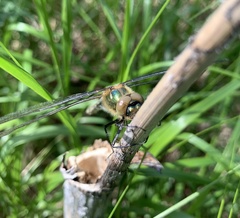 Cordulia aenea aenea