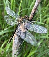 Cordulia aenea aenea