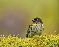 Ixothraupis rufigula