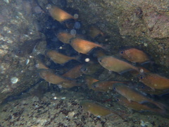 Pempheris oualensis