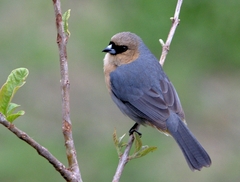 Schistochlamys ruficapillus
