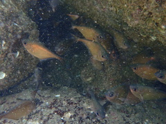 Pempheris oualensis