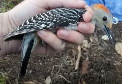 Melanerpes aurifrons × carolinus