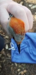 Melanerpes aurifrons × carolinus