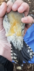 Melanerpes aurifrons × carolinus