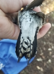 Melanerpes aurifrons × carolinus