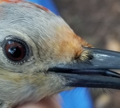 Melanerpes aurifrons × carolinus