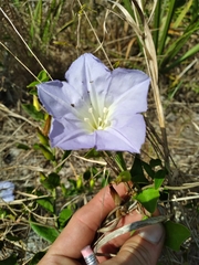Bonamia grandiflora image