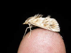 Cynaeda dentalis