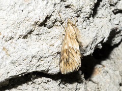 Cynaeda dentalis