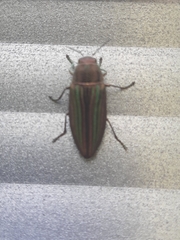 Buprestis striata