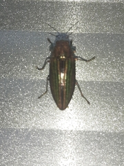 Buprestis striata