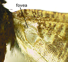 Macaria aequiferaria