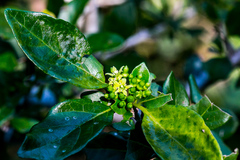 Canthium spinosum
