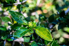 Canthium spinosum