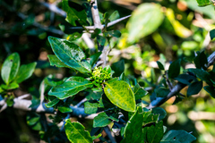 Canthium spinosum