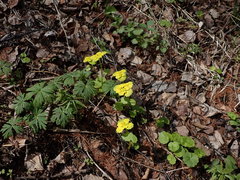 Chrysosplenium serreanum