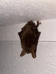 Myotis bechsteinii