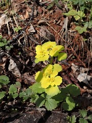 Chrysosplenium serreanum