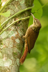 Xiphorhynchus fuscus