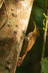 Xiphorhynchus fuscus
