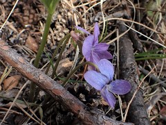 Viola rupestris