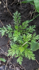 Matricaria discoidea