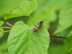 Tenthredo maculata