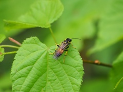 Tenthredo maculata