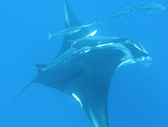 Mobula birostris
