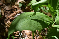 Veratrum nigrum