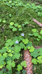 Oxalis