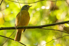 Mionectes rufiventris