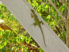 Anolis leachii