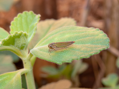 Macugonalia cavifrons