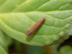 Macugonalia cavifrons
