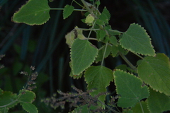 Coleus hereroensis