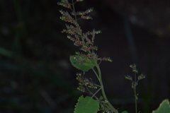 Coleus hereroensis