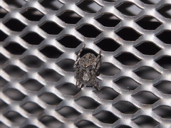 Neoscona menghaiensis