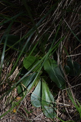 Crepis froelichiana froelichiana