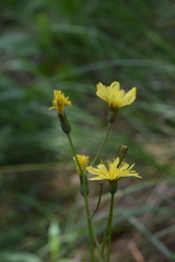 Crepis froelichiana froelichiana