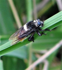 Mallophora ruficauda
