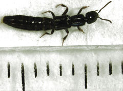 Linosomus socius